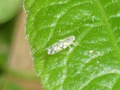 Protalebrella conica