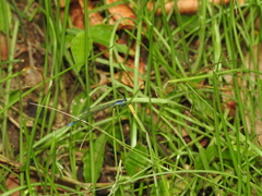 Aciagrion approximans