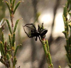 Tharpyna campestrata