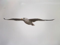 Larus argentatus vegae