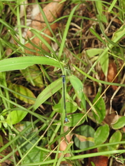 Aciagrion approximans