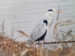 Ardea cinerea