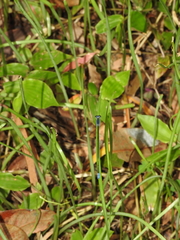 Aciagrion approximans
