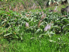 Scilla latifolia