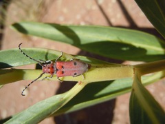 Tetraopes annulatus