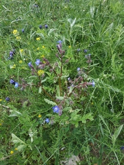 Anchusa stylosa