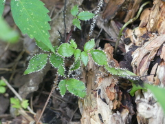 Physarum globuliferum
