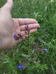 Anchusa stylosa