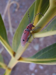 Tetraopes annulatus