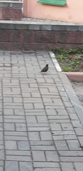 Sturnus vulgaris