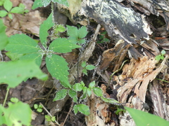 Physarum globuliferum