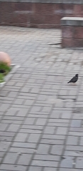 Sturnus vulgaris