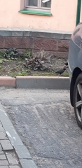 Sturnus vulgaris