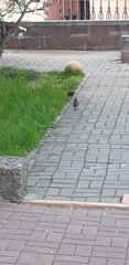 Sturnus vulgaris
