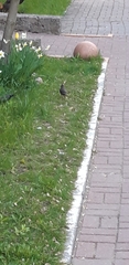 Sturnus vulgaris