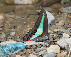 Graphium sarpedon sarpedon
