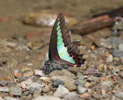 Graphium sarpedon sarpedon