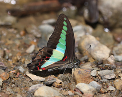 Graphium sarpedon sarpedon