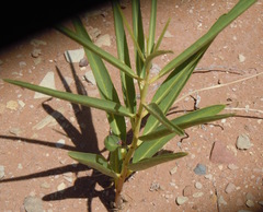 Asclepias labriformis