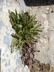 Taraxacum ceratophorum