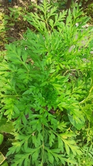 Cosmos sulphureus