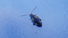 Phyllotreta variipennis