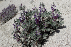 Lupinus concinnus optatus