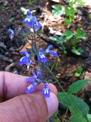 Salvia urticifolia