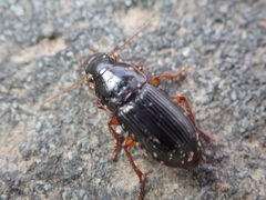 Harpalus latus