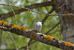 Ficedula hypoleuca