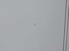 Tyrannus melancholicus