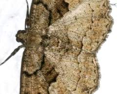 Peribatodes ilicaria