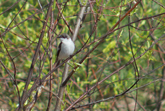 Ficedula hypoleuca