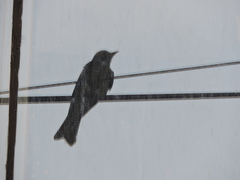 Tyrannus melancholicus