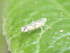 Protalebrella conica