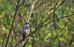 Ficedula hypoleuca