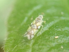 Protalebrella conica