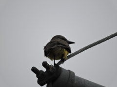 Tyrannus melancholicus