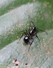 Polyrhachis lucidula