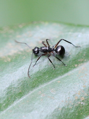 Polyrhachis lucidula