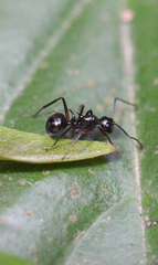 Polyrhachis lucidula