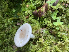 Russula roseopileata