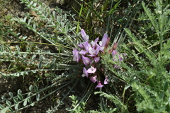 Astragalus dolichophyllus