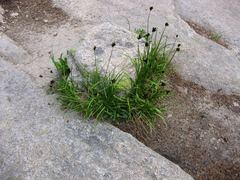 Juncus confusus