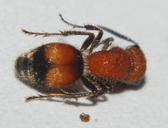 Pseudomethoca simillima