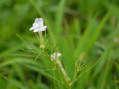 Rhamphicarpa longiflora