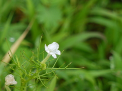 Rhamphicarpa longiflora