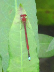 Oxyagrion