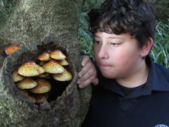 Pholiota glutinosa