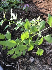 Levisticum officinale